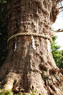 , , , , ,  .,Egaratenjin-shashrine  , Shinto shrine, Shinto  festoon, ,  Tenjin