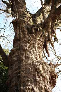 ,,, ,,,EgaraTenjin-shaShrine  ,  .,   ., Kamakura.,  Tenjin.