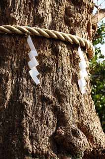 photo, la matire, libre, amnage, dcrivez, photo de la rserve,Un EgaraTenjin-shaShrine arbre sacr, Temple shintoste, Feston de la paille shintoste, Kamakura, Mettez en colre Tenjin