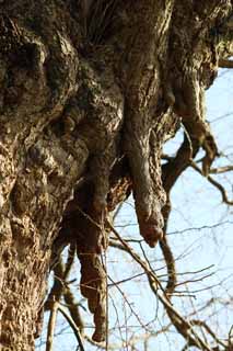 photo, la matire, libre, amnage, dcrivez, photo de la rserve,Un EgaraTenjin-shaShrine arbre sacr, Temple shintoste, Feston de la paille shintoste, Kamakura, Mettez en colre Tenjin