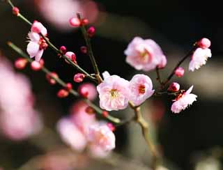 photo,material,free,landscape,picture,stock photo,Creative Commons,An EgaraTenjin-shaShrine plum, Shinto shrine, Shinto straw festoon, Kamakura, Anger Tenjin