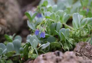 fotografia, materiale, libero il panorama, dipinga, fotografia di scorta,Piccoli fiori blu, piccolo fiore blu, bello, , erba selvatica