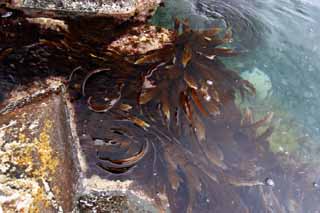 Foto, materieel, vrij, landschap, schilderstuk, bevoorraden foto,Grove van kelp, Kelp, , Seaweed, Kust