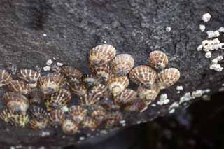 photo,material,free,landscape,picture,stock photo,Creative Commons,Seashells on a rock, shellfish, coast, rock, barnacle