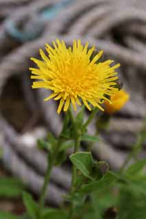 fotografia, materiale, libero il panorama, dipinga, fotografia di scorta,Fiore giallo su una spiaggia, fiore giallo, bello, , erba selvatica