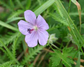 photo, la matire, libre, amnage, dcrivez, photo de la rserve,Fleur bleue ple, bleu ple, beau, , herbe sauvage