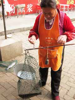 photo, la matire, libre, amnage, dcrivez, photo de la rserve,Le poisson de la conserve de poisson, Cuire, Balances, filet, poisson