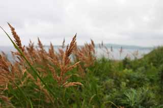 photo, la matire, libre, amnage, dcrivez, photo de la rserve,Fleurs du nord, herbe, cte, mer, herbe sauvage