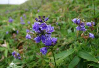 Foto, materiell, befreit, Landschaft, Bild, hat Foto auf Lager,Flower legte ab, kleine blaue Blume, schn, , wildes Gras