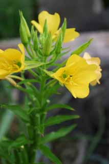 photo,material,free,landscape,picture,stock photo,Creative Commons,Evening primrose, evening primrose, beautiful, , wild grass