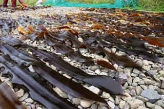 Foto, materieel, vrij, landschap, schilderstuk, bevoorraden foto,Kelp wezen droogmaakte, Kelp, Kust, Seaweed, Eiland