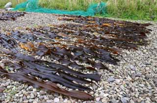 photo,material,free,landscape,picture,stock photo,Creative Commons,Kelp being dried, kelp, coast, seaweed, island