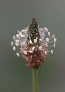 Foto, materieel, vrij, landschap, schilderstuk, bevoorraden foto,Illusoire kleine bloem, Ezo-nyu, Prachtig, , Wild gras