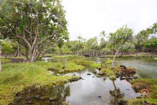 Foto, materieel, vrij, landschap, schilderstuk, bevoorraden foto,Maunalani vis fijnstampen, Lava, Een altaar, Waterplas, Visserij