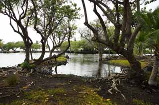 fotografia, materiale, libero il panorama, dipinga, fotografia di scorta,MaunaLani pesca libbra, Lavico, Un altare, stagno, Pesca