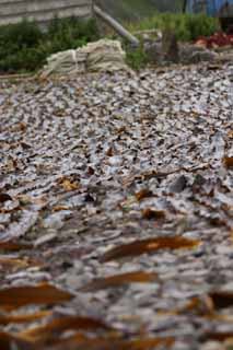 Foto, materieel, vrij, landschap, schilderstuk, bevoorraden foto,Kelp wezen droogmaakte, Kelp, Kust, Seaweed, Eiland