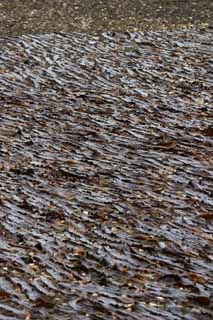 photo,material,free,landscape,picture,stock photo,Creative Commons,Kelp being dried, kelp, coast, seaweed, island