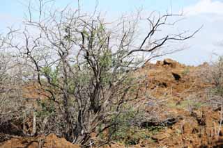 photo,material,free,landscape,picture,stock photo,Creative Commons,The tree which grows in the lava, Green, Brown, Lava, branch