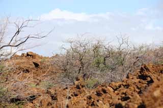 Foto, materiell, befreit, Landschaft, Bild, hat Foto auf Lager,Der Baum, der in der Lava wchst, Grn, Braun, Lava, Zweig