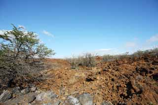 Foto, materiell, befreit, Landschaft, Bild, hat Foto auf Lager,Der Baum, der in der Lava wchst, Grn, Braun, Lava, Zweig