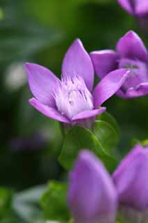 photo,material,free,landscape,picture,stock photo,Creative Commons,Gentian flowers, gentiflower, beautiful, , wild grass