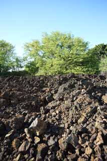 photo,material,free,landscape,picture,stock photo,Creative Commons,The tree which grows in the lava, Green, Brown, Lava, branch