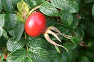 Foto, materieel, vrij, landschap, schilderstuk, bevoorraden foto,Rugosa zwelde heup aan, Rood, Rugosrose, , Vrucht