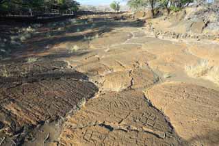 ,,, ,,,Petroglyph Puako., .,  ., Petroglyph., - kii kaha.