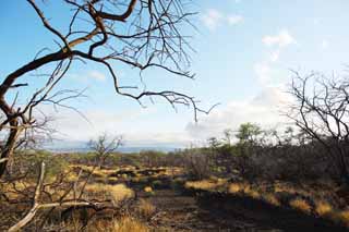 photo, la matire, libre, amnage, dcrivez, photo de la rserve,Un arbre mort de la lave, Lave, incendie de fort, branche, Scher