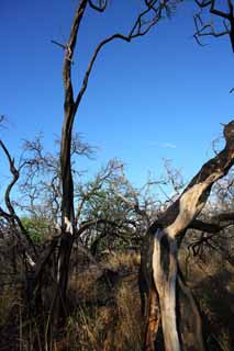 photo, la matire, libre, amnage, dcrivez, photo de la rserve,Un arbre mort de la lave, Lave, incendie de fort, branche, Scher