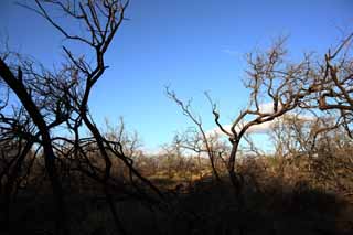 photo,material,free,landscape,picture,stock photo,Creative Commons,A dead tree of the lava, Lava, forest fire, branch, Drying