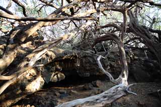 photo,material,free,landscape,picture,stock photo,Creative Commons,A cave of the lava, Lava, dead tree, branch, crack