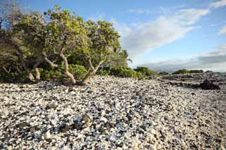 photo,material,free,landscape,picture,stock photo,Creative Commons,White and the black shore, Lava, Coral, blue sky, southern country