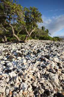 foto,tela,gratis,paisaje,fotografa,idea,Blanco y la orilla negra, Lava, Coral, Cielo azul, Pas del sur