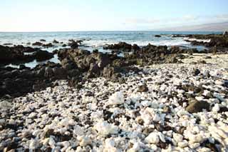 photo,material,free,landscape,picture,stock photo,Creative Commons,White and the black shore, Lava, Coral, wave, southern country