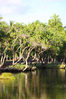 photo,material,free,landscape,picture,stock photo,Creative Commons,MaunaLani fish pound, Lava, An altar, pond, Fishery