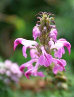 Foto, materieel, vrij, landschap, schilderstuk, bevoorraden foto,Gering purplish rode bloemen, Wild gras, Paarsachtig rood, Prachtig, 