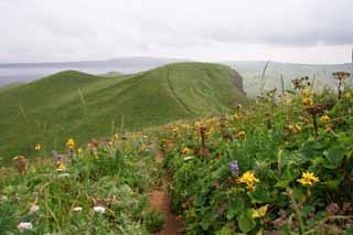 Foto, materiell, befreit, Landschaft, Bild, hat Foto auf Lager,Tierischer Pfad, Kste, verzieren Sie mit Blumen Feld, Brgersteig, Meer