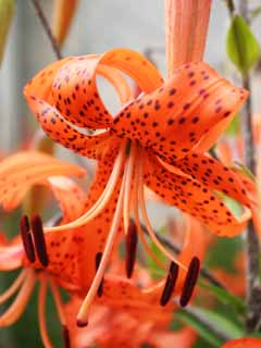 Foto, materiell, befreit, Landschaft, Bild, hat Foto auf Lager,Tigerlilienblumen, Lilie, , , orangefarben