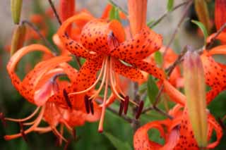 Foto, materiell, befreit, Landschaft, Bild, hat Foto auf Lager,Tigerlilienblumen, Lilie, , , orangefarben