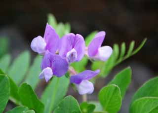 fotografia, materiale, libero il panorama, dipinga, fotografia di scorta,Fiori di legume, erba selvatica, imporpori, bello, 