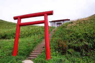 fotografia, material, livra, ajardine, imagine, proveja fotografia,Torii no fim do norte, santurio, porto de torii, escadarias, gramado