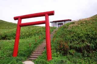 fotografia, materiale, libero il panorama, dipinga, fotografia di scorta,Torii nella fine settentrionale, sacrario, torii controllano, gradini, prateria