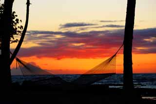 photo,material,free,landscape,picture,stock photo,Creative Commons,Hammock Hawaii Island, , , , 