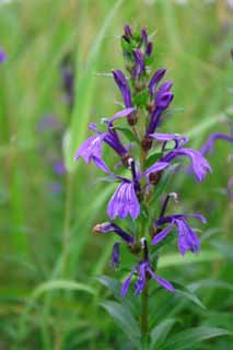 Foto, materiell, befreit, Landschaft, Bild, hat Foto auf Lager,Purpurrote Blumen, blulich-purpurrot, Teich, Ufer, Blume