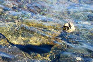 Foto, materieel, vrij, landschap, schilderstuk, bevoorraden foto,Hawaii Island Zeeschildpad, , , , 