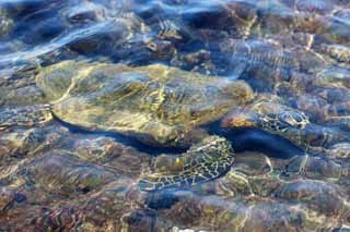 Foto, materieel, vrij, landschap, schilderstuk, bevoorraden foto,Hawaii Island Zeeschildpad, , , , 