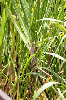 photo,material,free,landscape,picture,stock photo,Creative Commons,sugar cane, , , , 