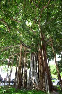 , , , , ,  .,Banyan, , , , 