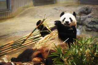 photo,material,free,landscape,picture,stock photo,Creative Commons,Giant panda, , , , 
